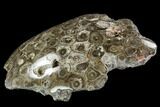 Polished Fossil Coral (Actinocyathus) - Morocco #110560-2